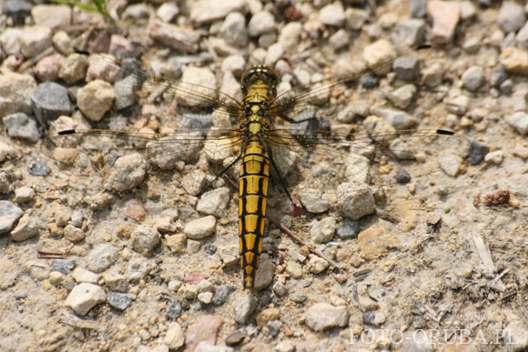 Lecicha pospolita (Orthetrum cancellatum) 03.jpg