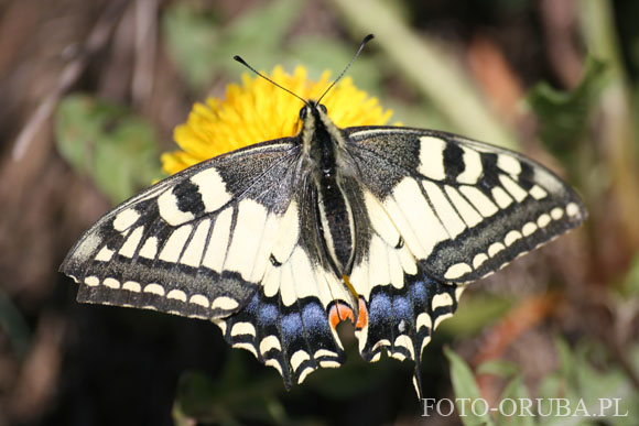 Paz krolowej  (Papilio machaon) 02.jpg