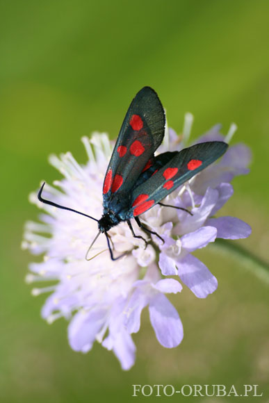 Zygaena lonicerae.jpg