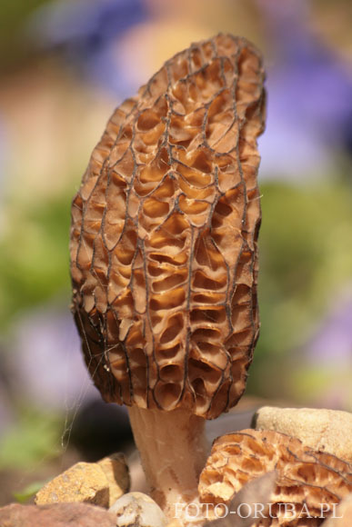 Smardz stozkowy (Morchella conica) 02.jpg