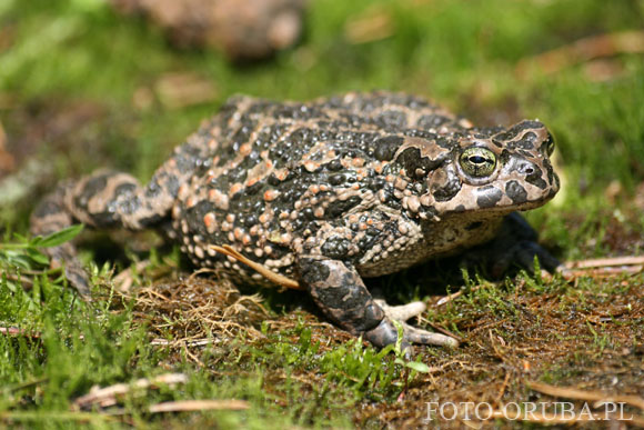 Ropucha zielona (Bufo viridis) 01.jpg