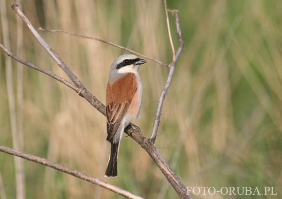 Dzierzba gasiorek (Lanius collurio) 02.jpg