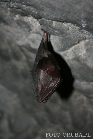 Podkowiec maly (Rhinolophus hipposideros).jpg