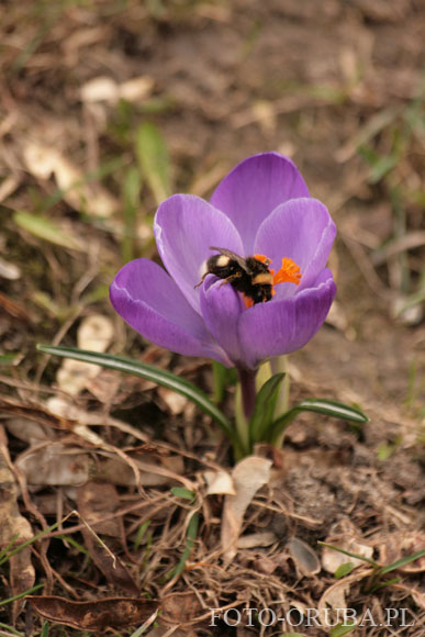 Krokus wiosenny (Crocus vernus) 01.jpg