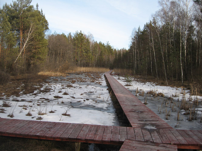 kładki nad bagnami.jpg