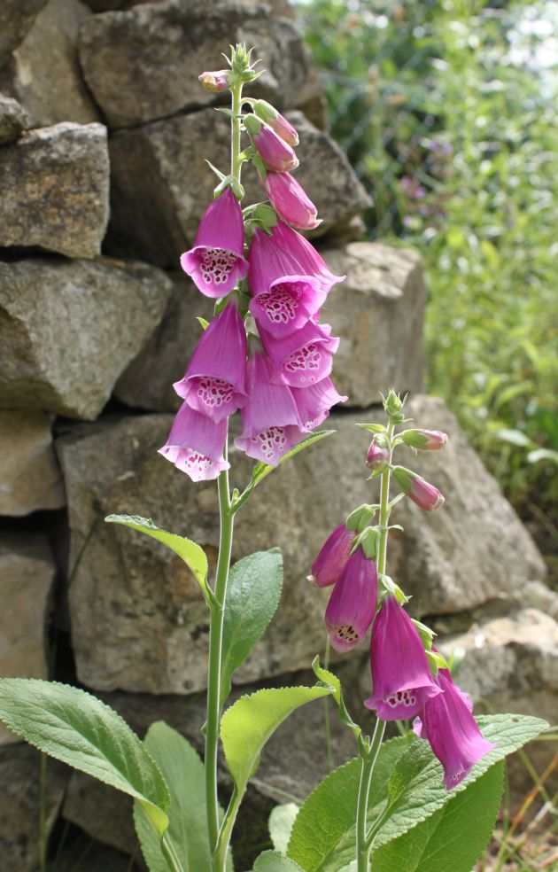 Naparstnica purpurowa (Digitalis purpurea).jpg