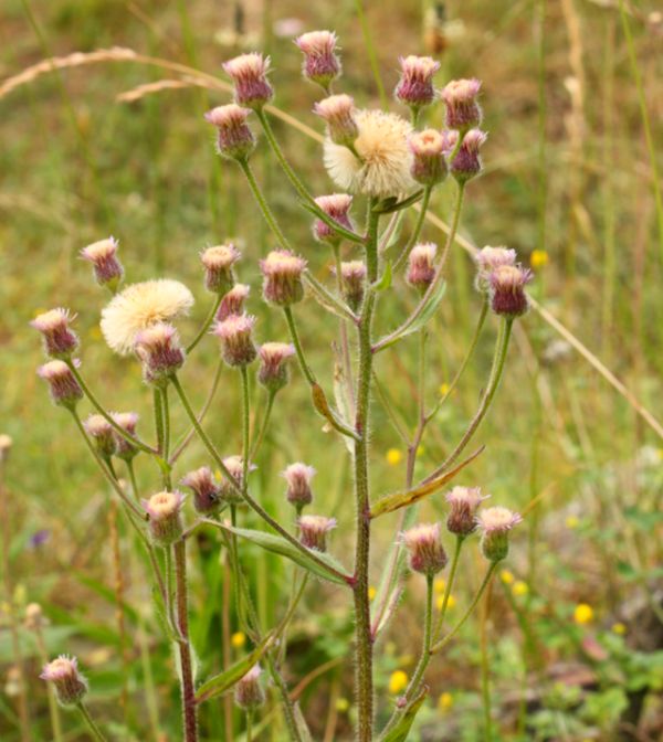 Przymiotno ostre (Erigeron acre).jpg