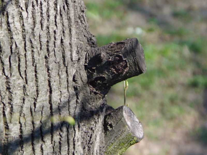 pentax 200 mm f-5,6 1-125s ISO 100 RAW.jpg