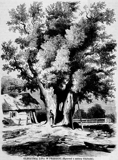 lipa w Przegini, 1862 r..jpg