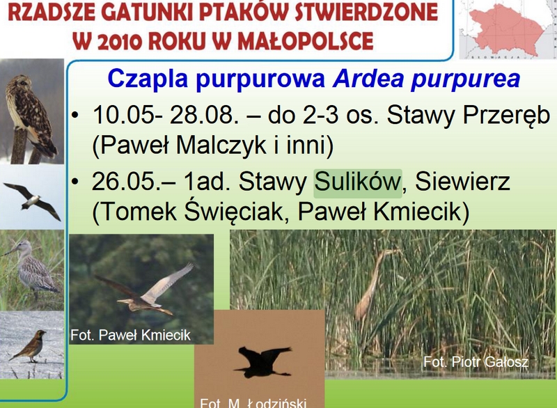 sulików.jpg