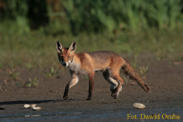 Lis(Vulpes vulpes) 01.jpg