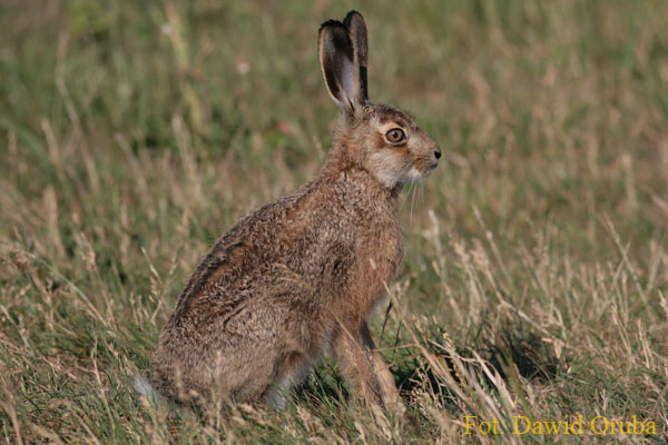 Zajac szarak(Lepus europaeus) 01.jpg