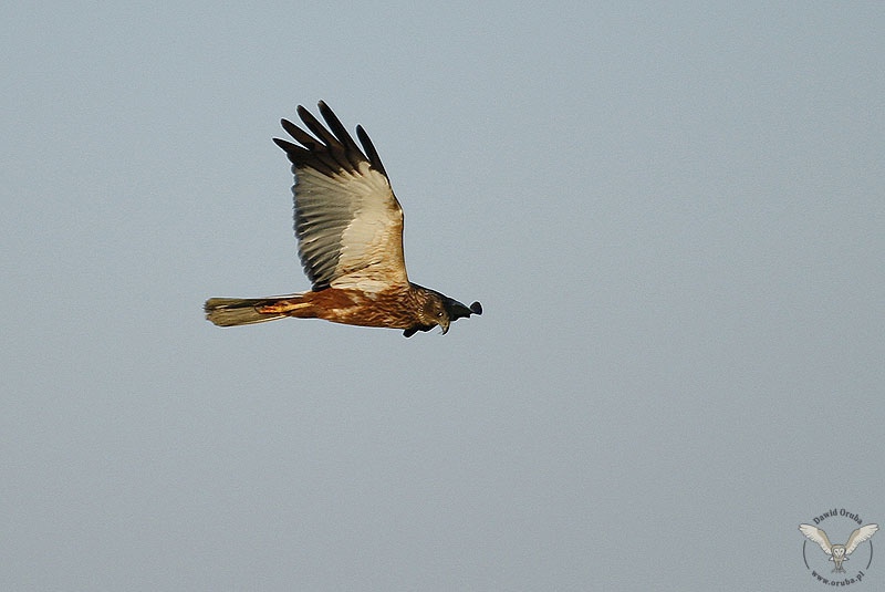 Błotniak Stawowy